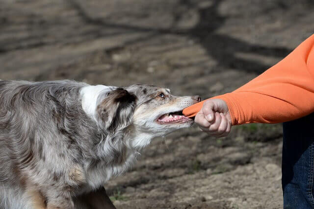 Dog Bite Prevention for Cyclists and Runners