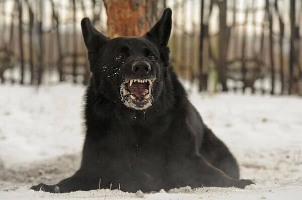 Understanding Rabies – Could You Get it from a Dog Bite?